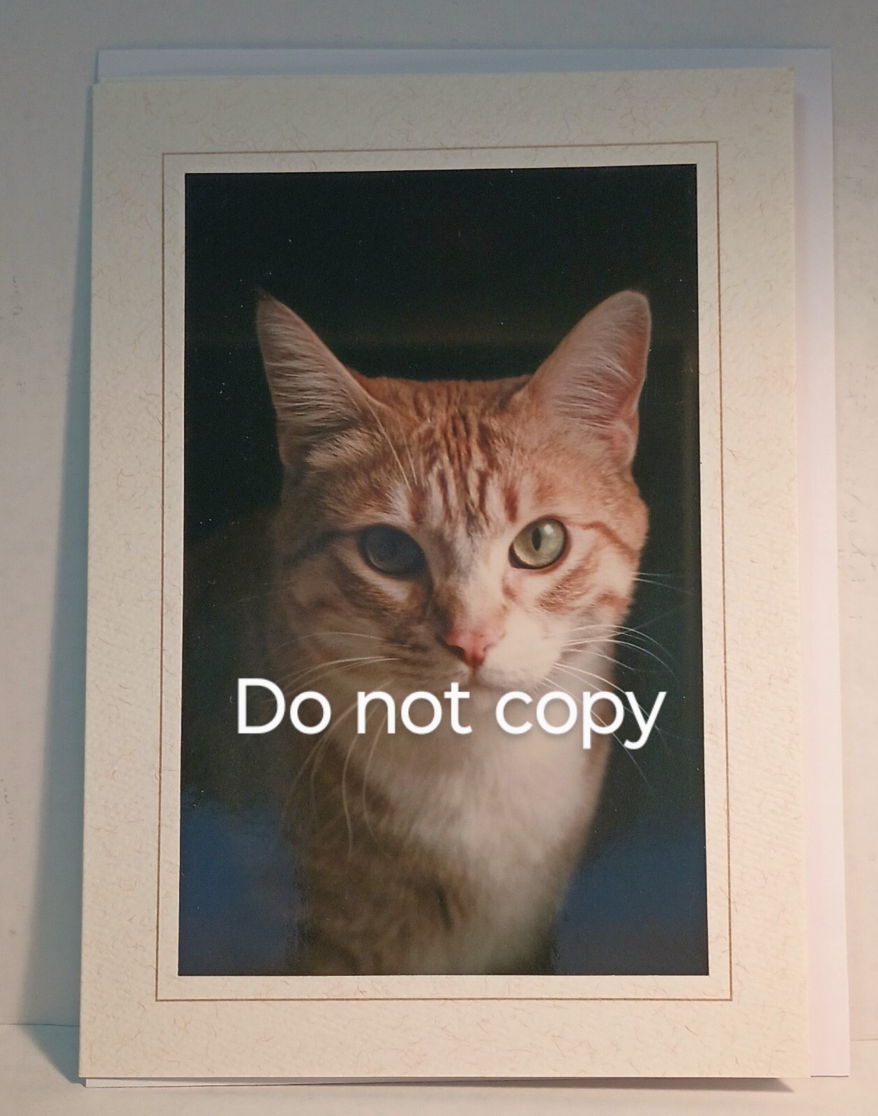 Orange Tabby Ginger Cat Greeting Card 5×7 Envelope Vertical Portrait of Calvin