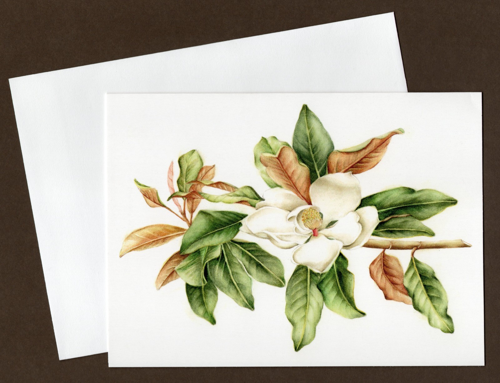 Magnolia Colonial Williamsburg Greeting Card, Blank Inside, Floral/Flowers
