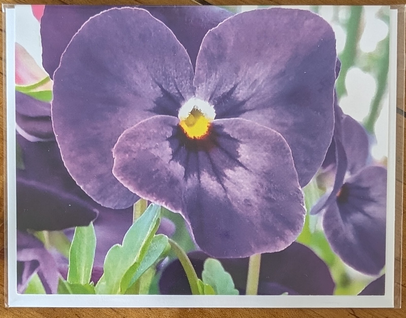 Purple Pansy Note Card, blank with envelope