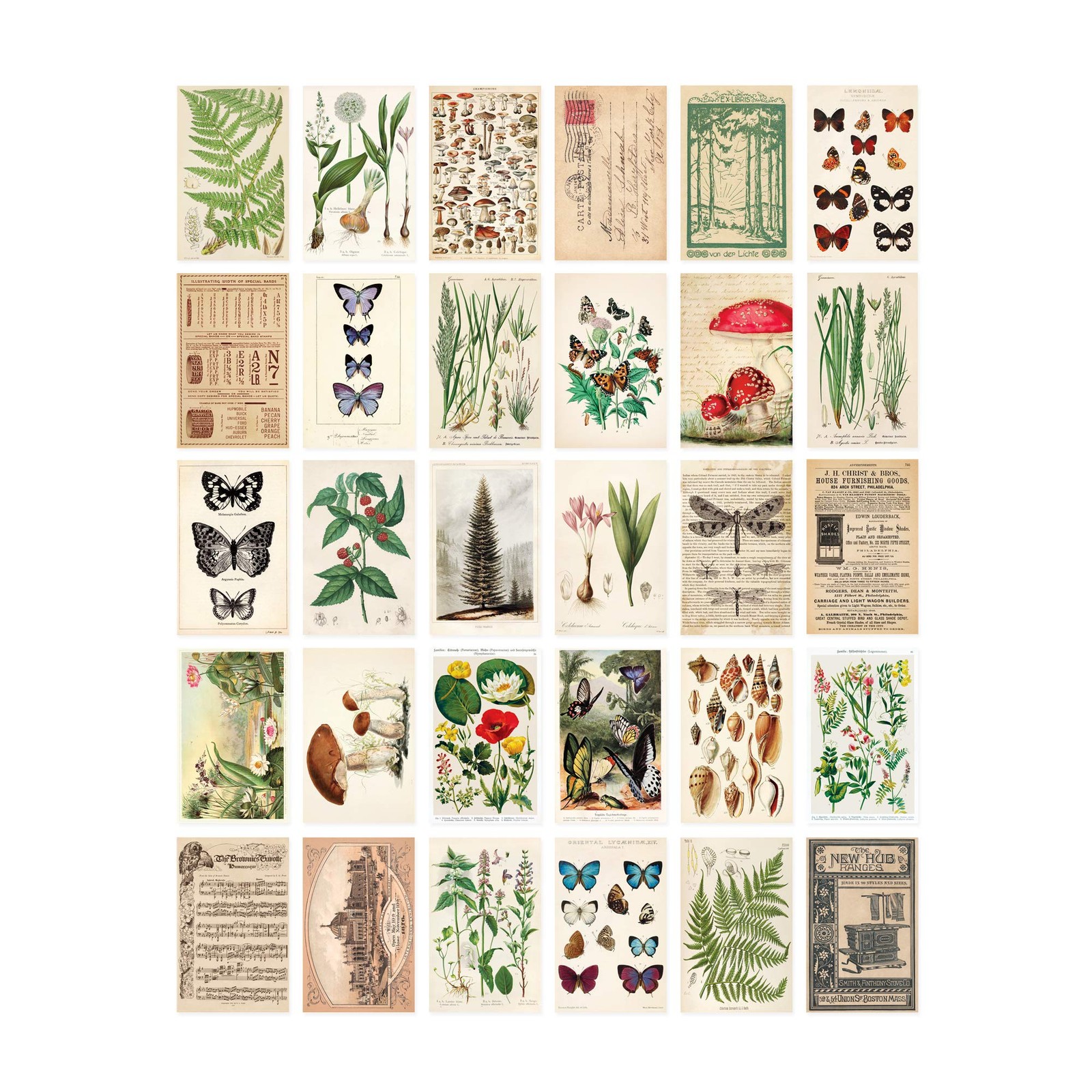 Vintage Collection Postcard Set Retro Style Botanical, Nature and Ephemera