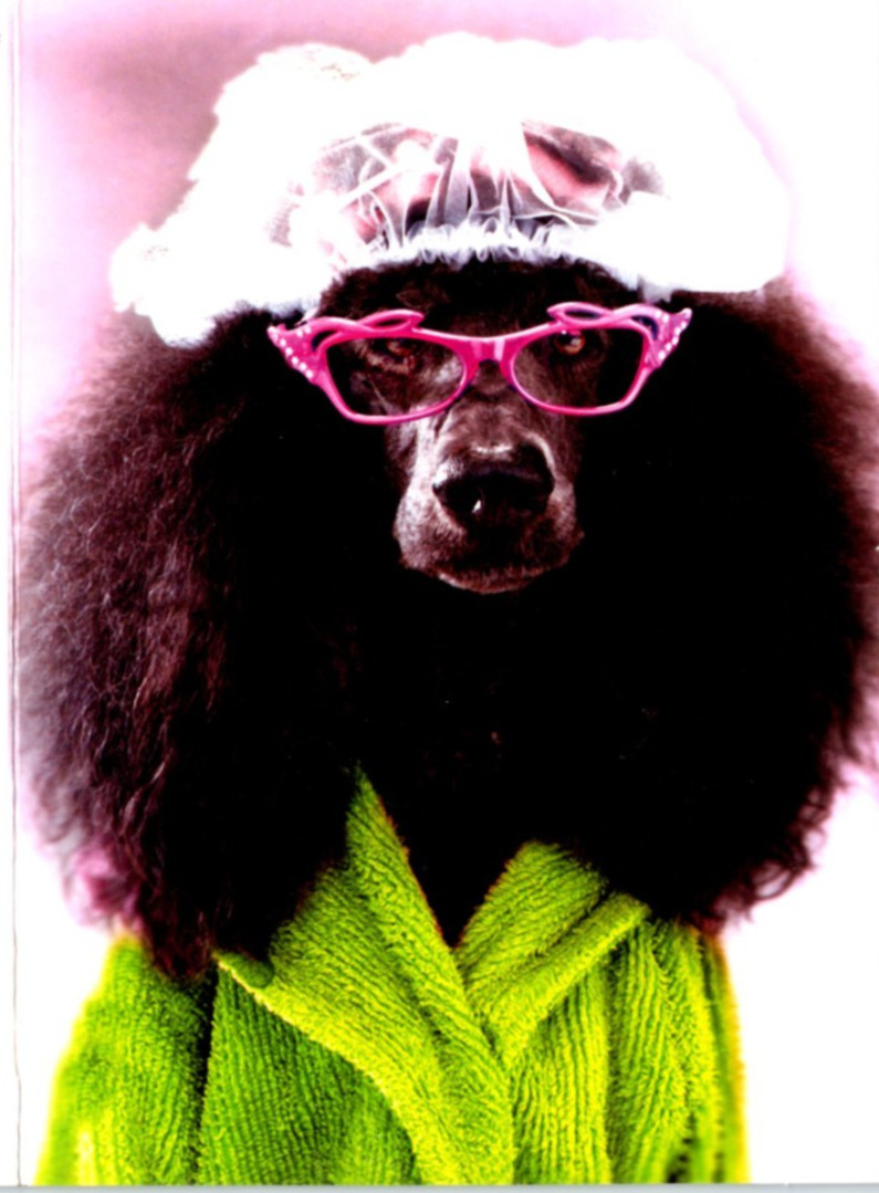 AVANTI POODLE DOG WEARING SHOWER CAP & PINK GLASSES GREETING CARD w Envelope CF9
