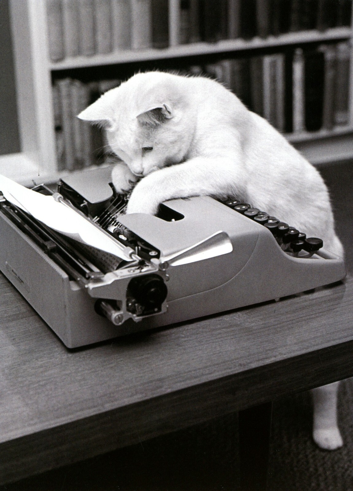 Funny HAPPY BIRTHDAY Card, Curious Cat Typewriter Letter by Avanti + Envelope