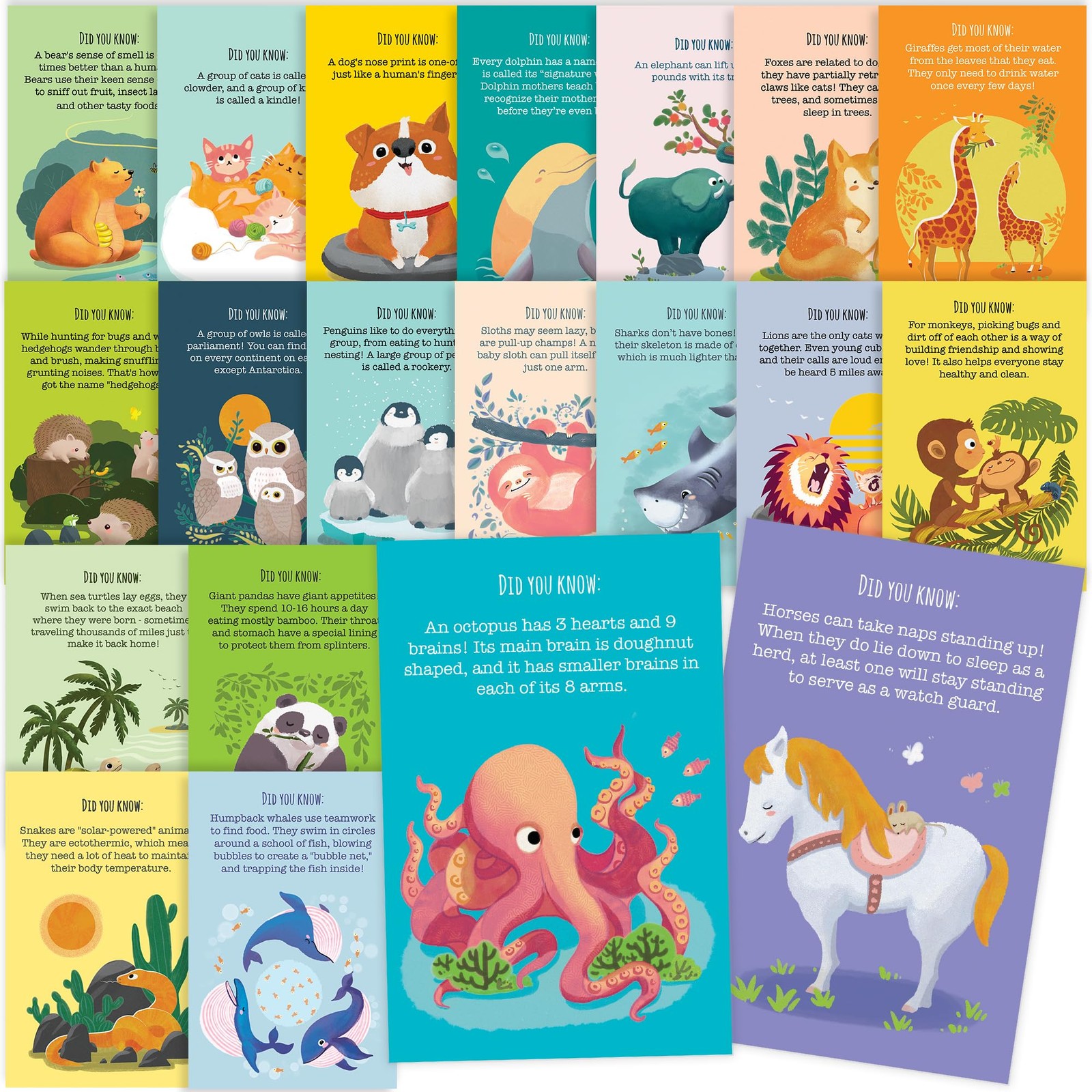 40 Animal Fun Fact Postcards – Bulk Thinking of You Postcard Pack for Kids, Stud