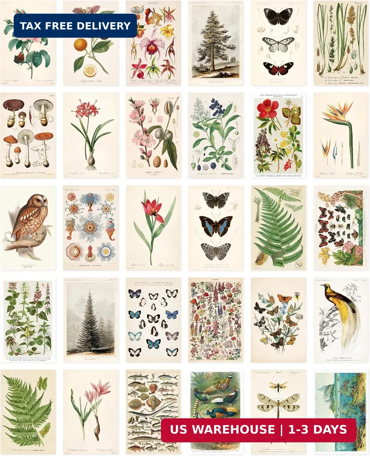 Nature Collection Postcard Set: Pack of 30 Retro Style Botanical, Nature and Bir