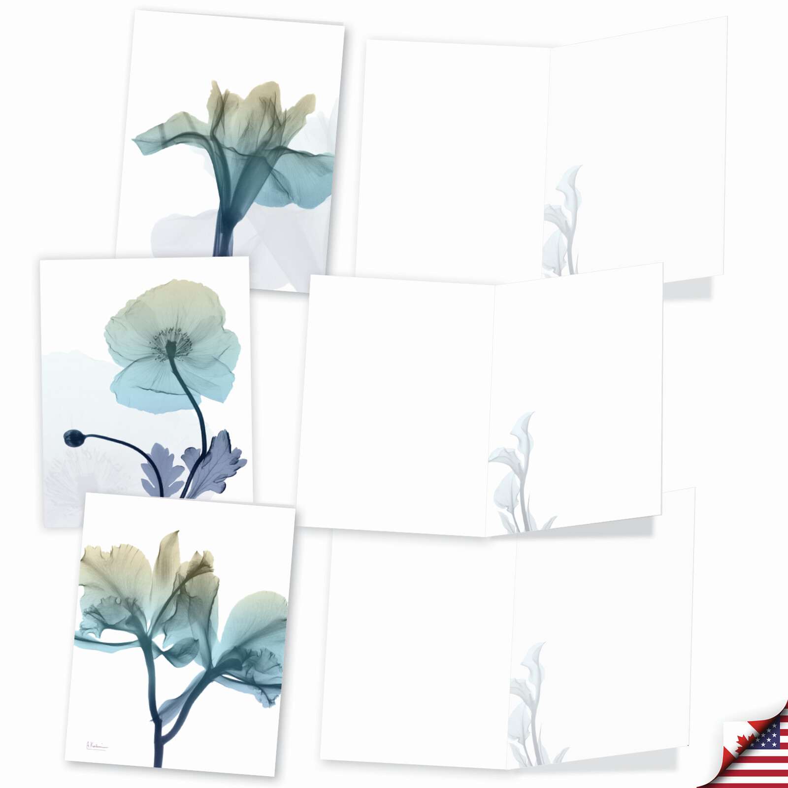 10 Blank All Occasion Cards Assorted – Blooming Expressions AM6221OCB-B1x10