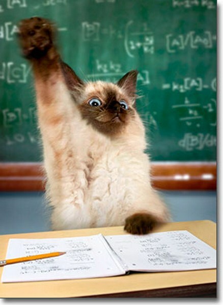 Cat Raising Hand Funny Graduation Card – Greeting Card by Avanti Press