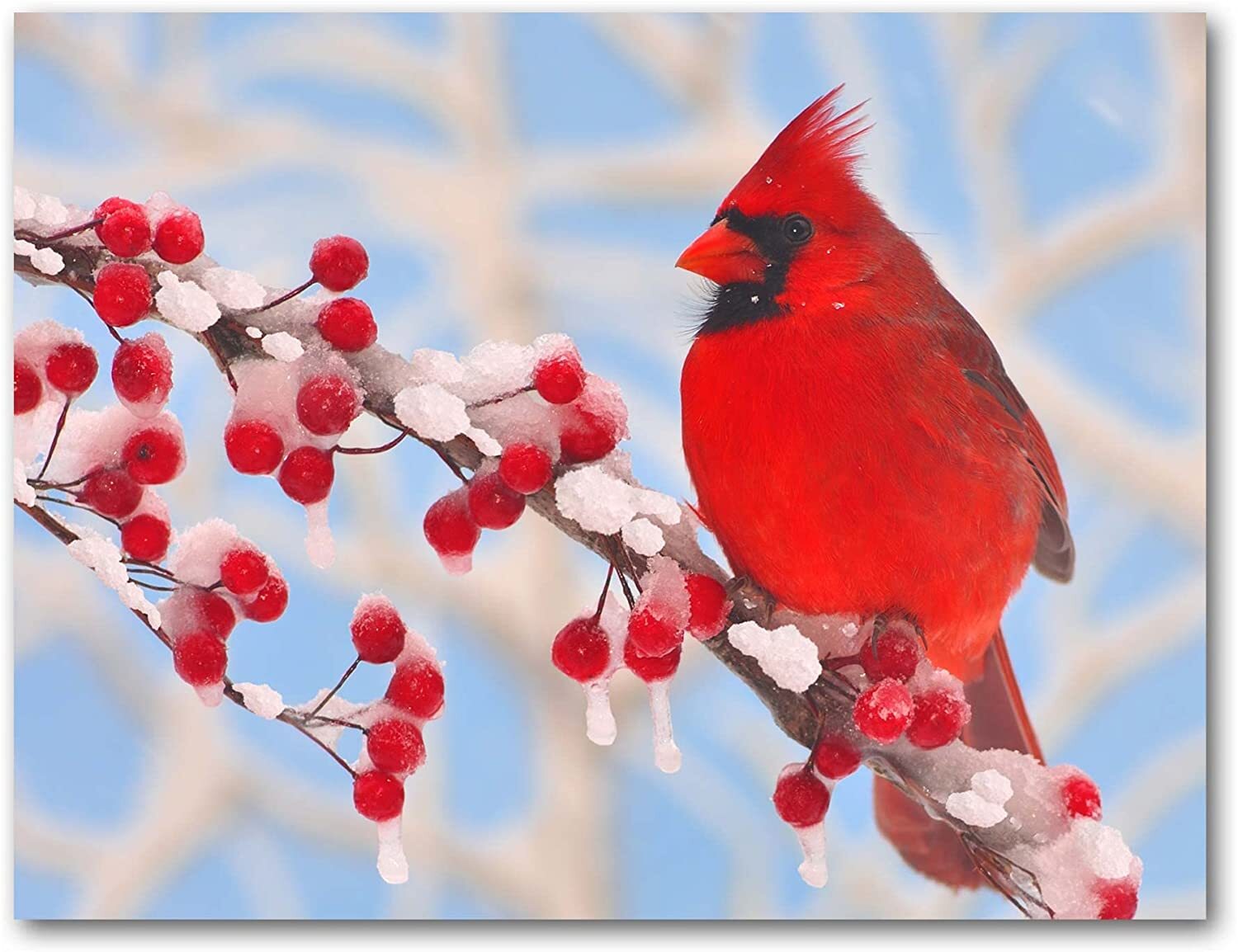 Cardinal Greeting Cards-Blank Inside-Available in 12 and 24 Packs-5.5″x4.25″