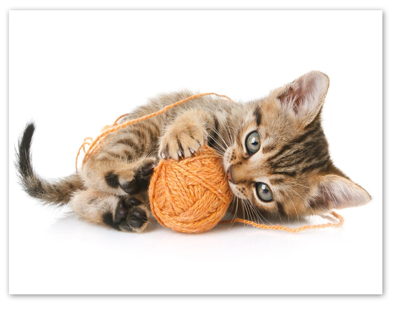 Playful Kitten Greeting Cards-Blank Inside with Envelopes-5.5″x4.25″-12 Pack