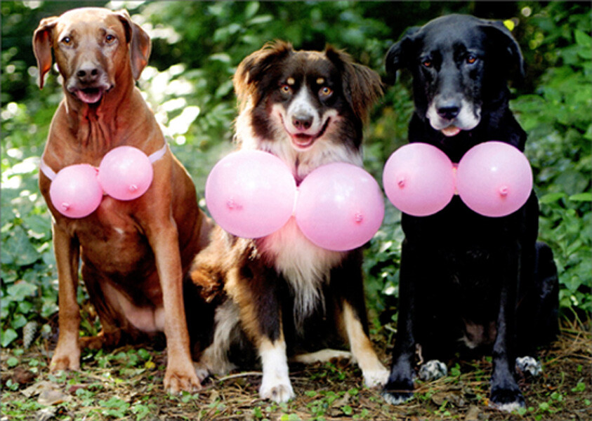 Three Dogs Wearing Pink Balloons Feminine Funny Birthday Card for Woman / Her