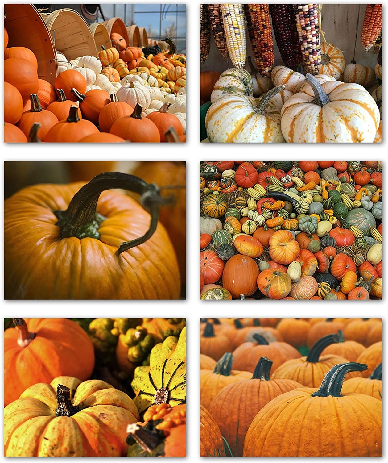 Pumpkins & Gourds Autumn Cards&Envelopes-Blank Inside-5.5″x4.25″-12 or 24 Packs