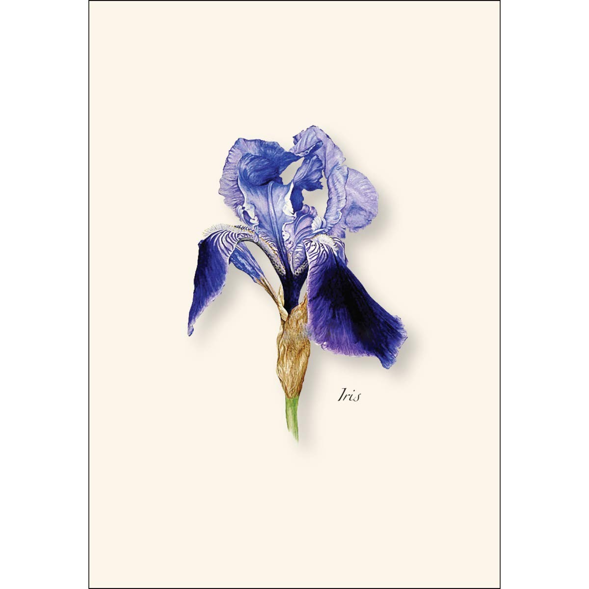 8 PCS Iris Blank Notecard Set With Envelope Stationery Note Card