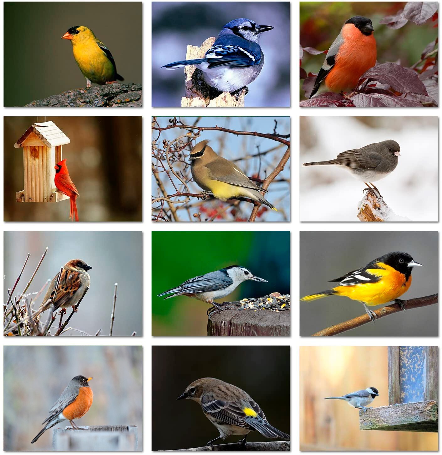 Song Bird Greeting Cards With ID Card – Blank Inside- 5.5″ x 4.25″-12 Pack