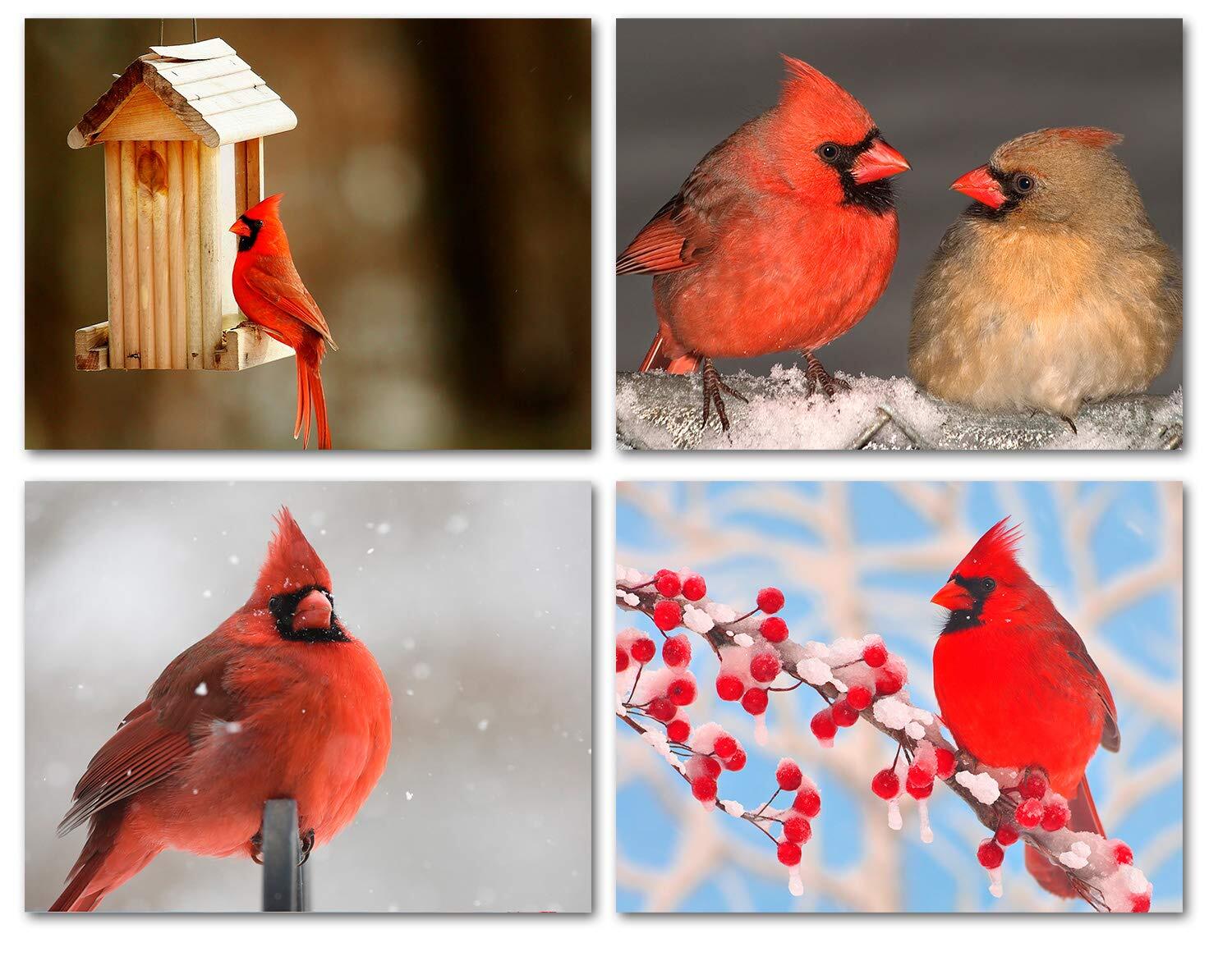 Cardinal Greeting Cards-Blank Inside-Available in 12 and 24 Packs-5.5″x4.25″