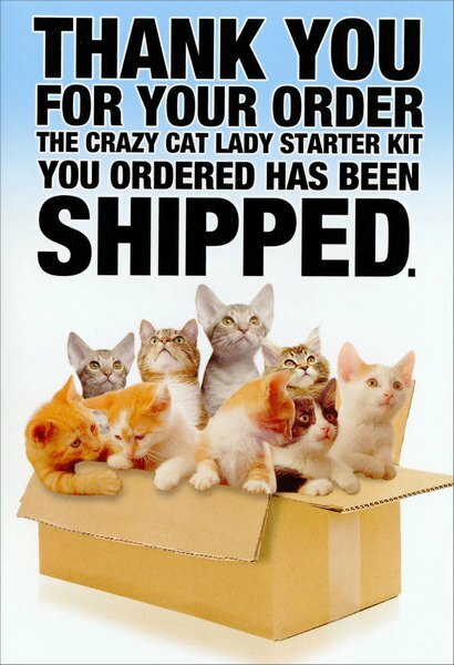 Crazy Cat Lady Starter Kit Funny Birthday Card – Greeting Card by Nobleworks