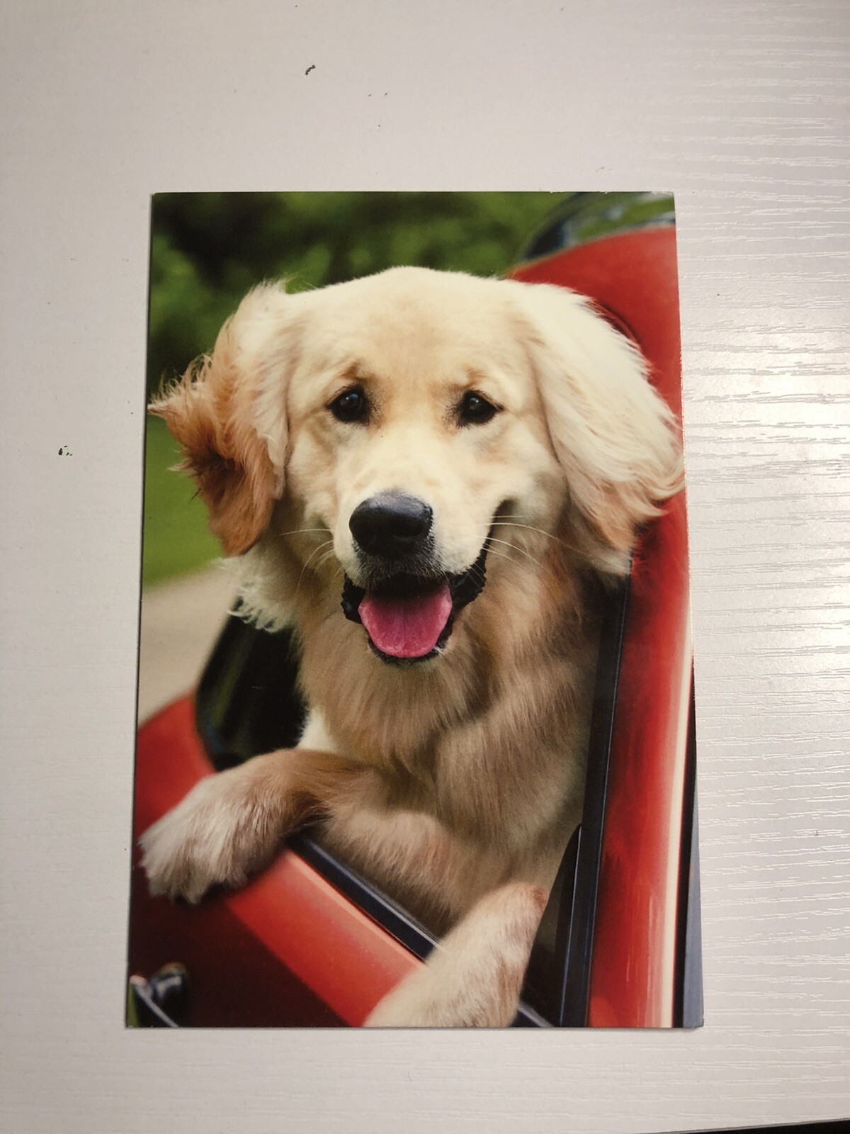 American greetings Adorable dog birthday card￼