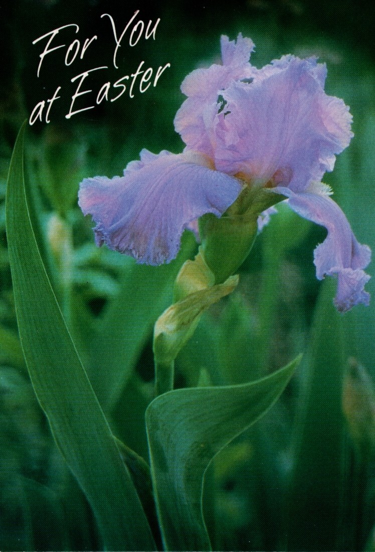 Happy Easter Purple Iris Irises Flower Flowers Theme Hallmark Cards – Set of 3