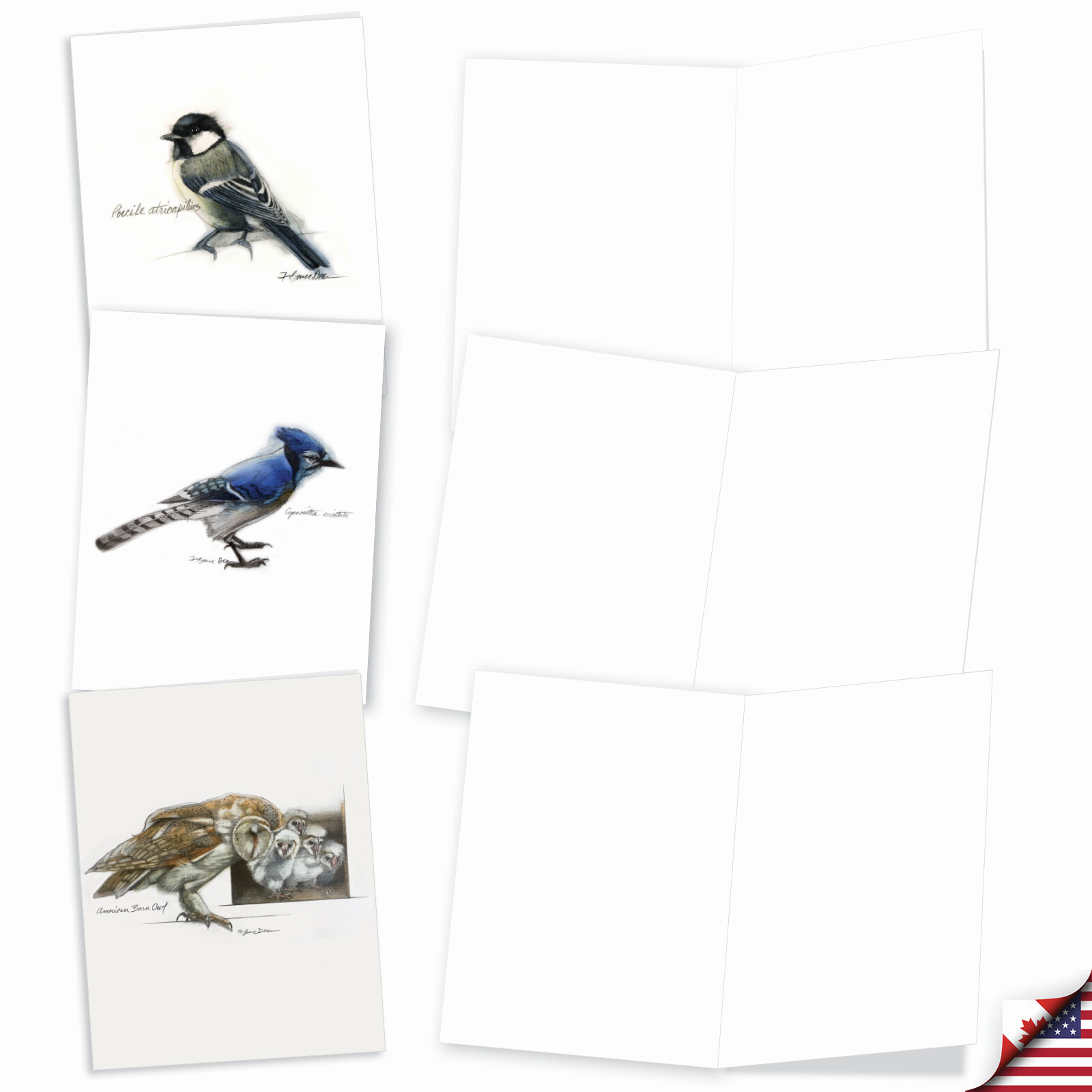 20 Assorted Blank Cards (10 Designs, 2 Each) – Birds Watching AM3199OCB-B2x10