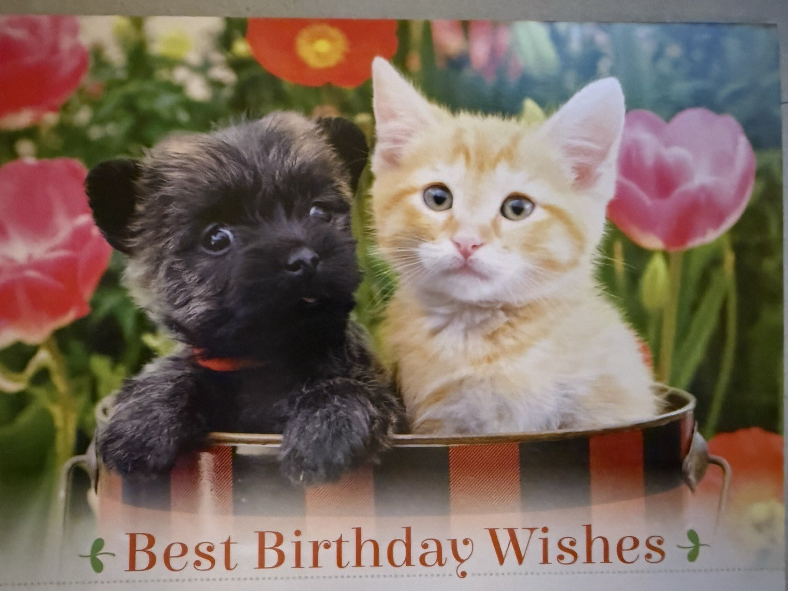 “Best Birthday Wishes ” – Fluffy Puppy and Sweet Kitty – 5.5″ X 7.5″