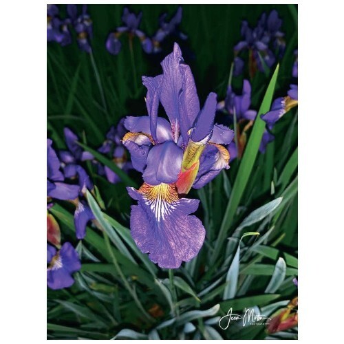 Iris Purple Flowers Notecard Floral Greeting Card, Irises Print Cards – Set of 5