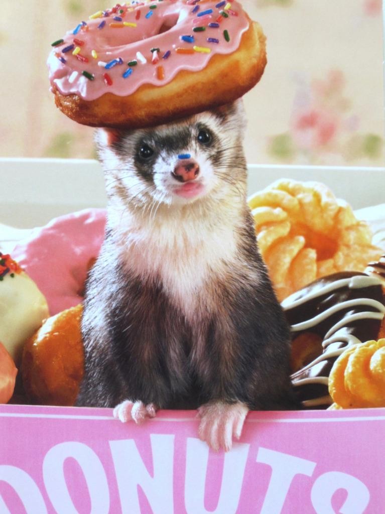 “Better sprinkles than wrinkles!” AVANTI BIRTHDAY CARD Ferrett with Donut Hat