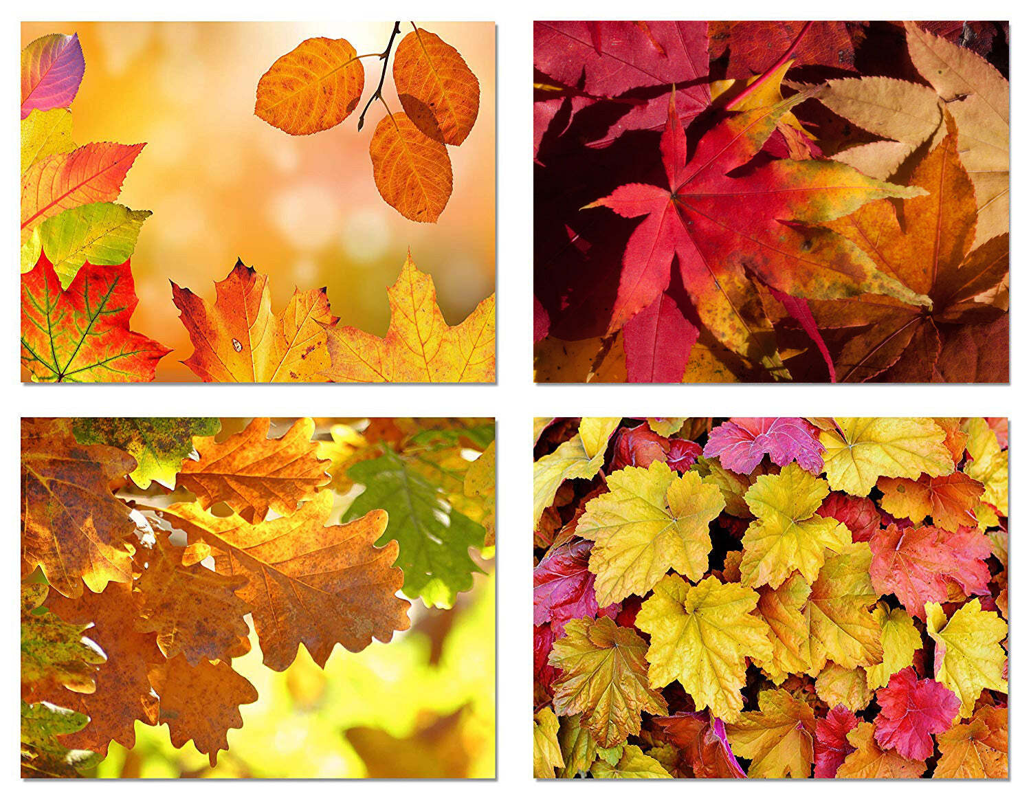 Fall Leaves Autumn Cards-Blank Inside with Envelopes-5.5″X4.25″-12 or 24 Packs