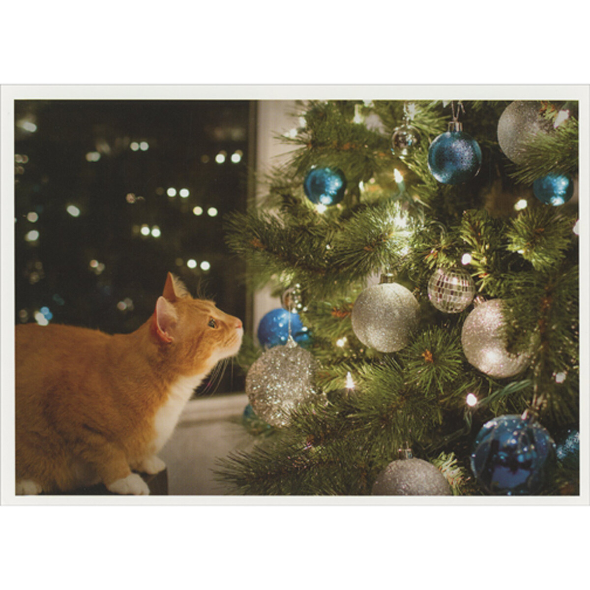 Cat Staring at Shiny Blue and Silver Ornaments Box of 10 Christmas Cards