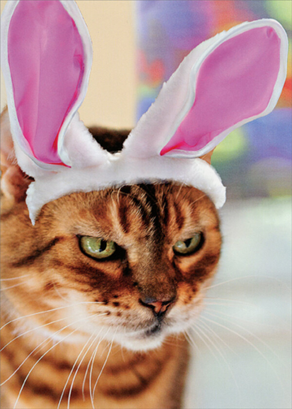 RSVP Angry Cat in Bunny Ears Funny Humorous Easter Card