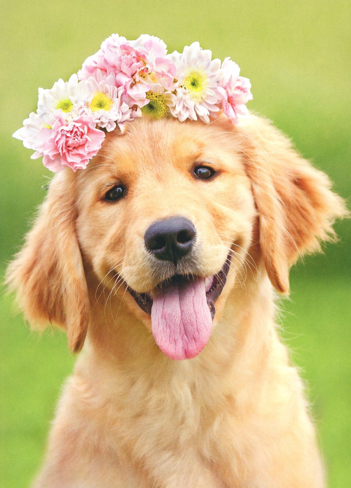 Cute Animal ANYTIME Blank Card, Golden Retriever Flower Crown Pink by Avanti +✉
