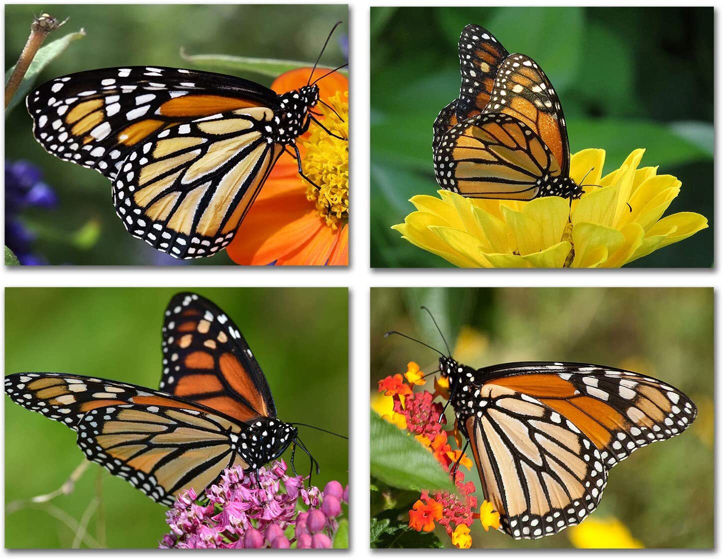 Monarch Butterfly Greeting Cards – Blank Inside – 5.5″x4.25″-12 or 24 Packs