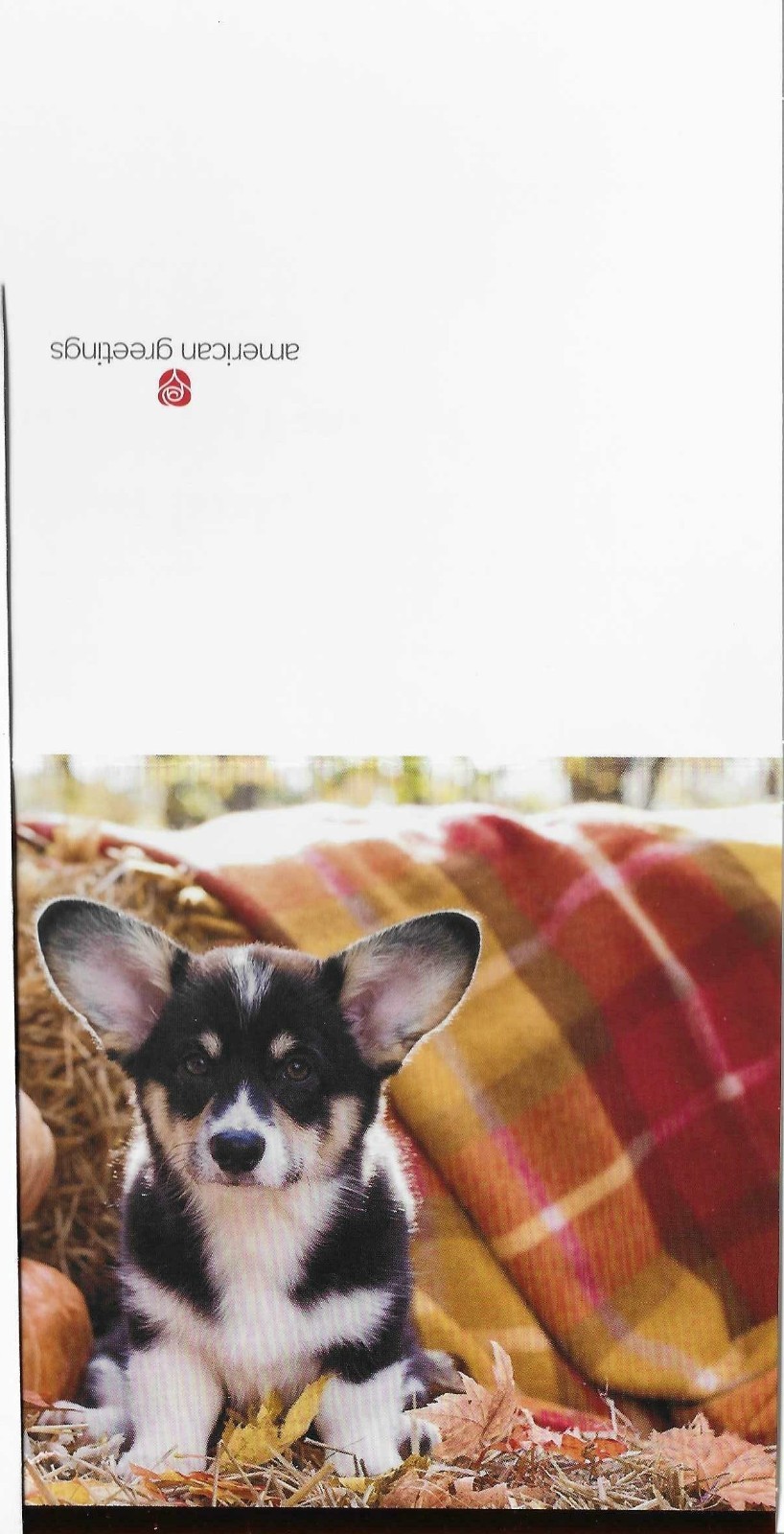 Greeting Card(2/Env.) Thanksg Dog & Pumpkins,Give Thanks & Be Happy(440)