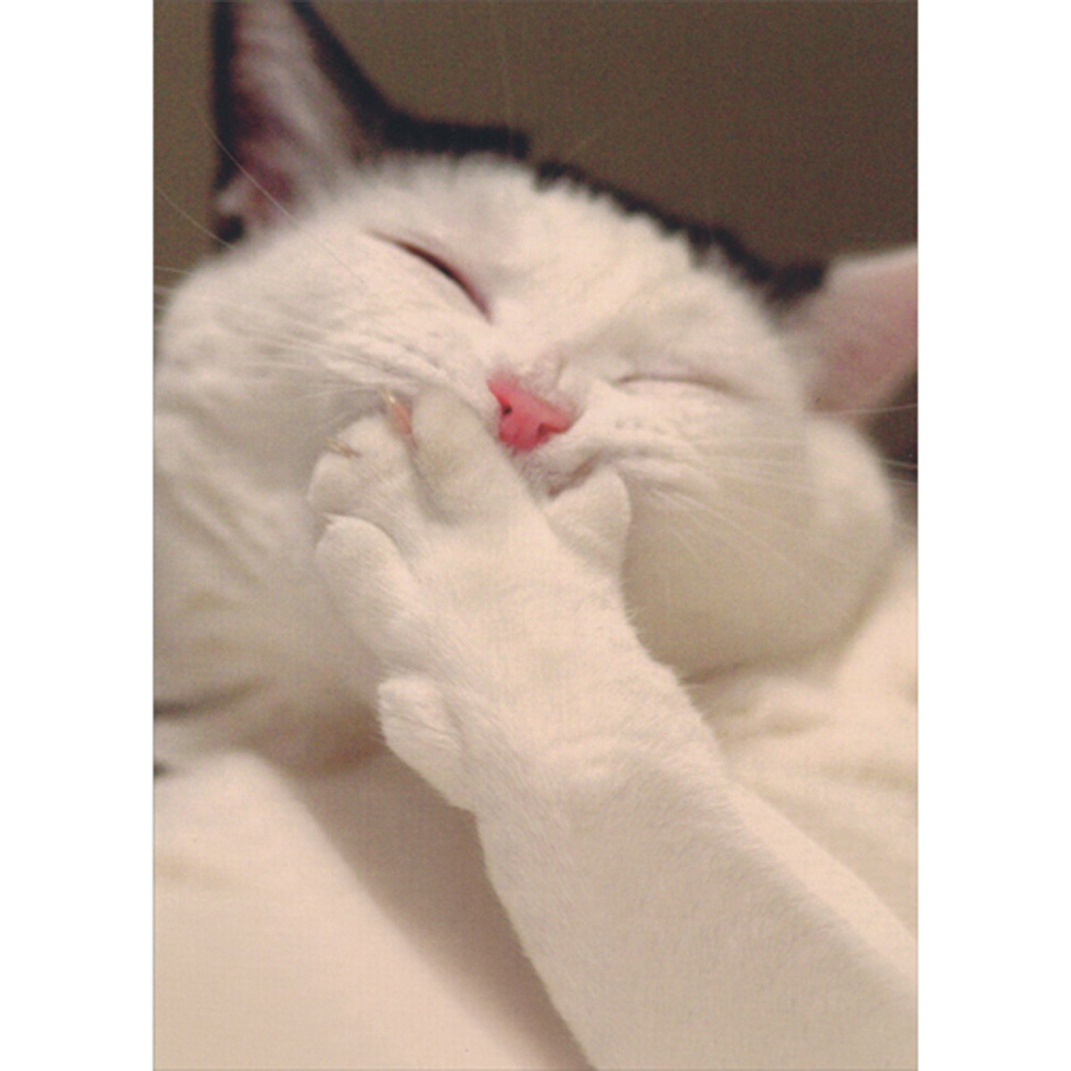 RSVP Laughing White Cat Covering Mouth with Paw Funny Birthday Card