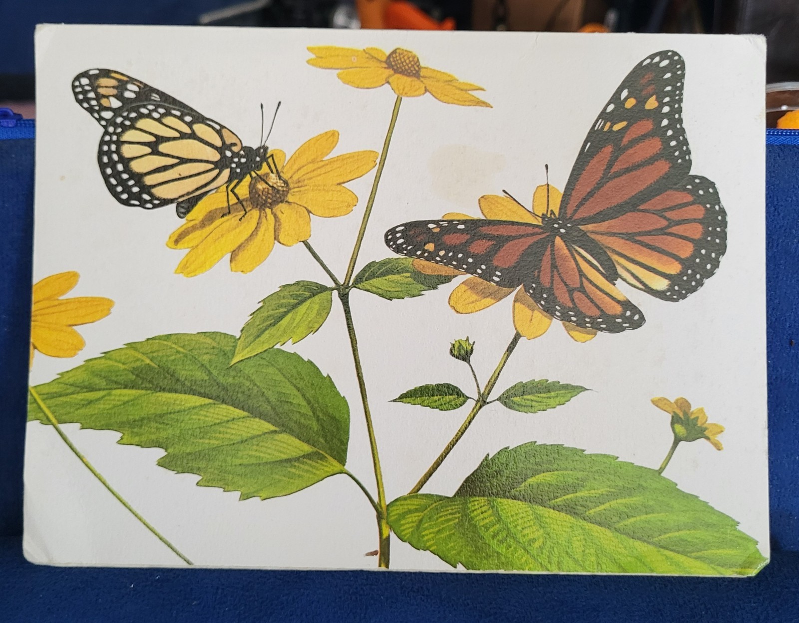 Bright Of America Birthday Card Yellow Flowers & Butterflies (7.5″ × 5.5″)