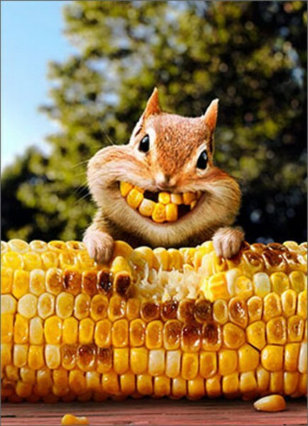 Chipmunk Corn Teeth Funny Friendship Card – Greeting Card by Avanti Press