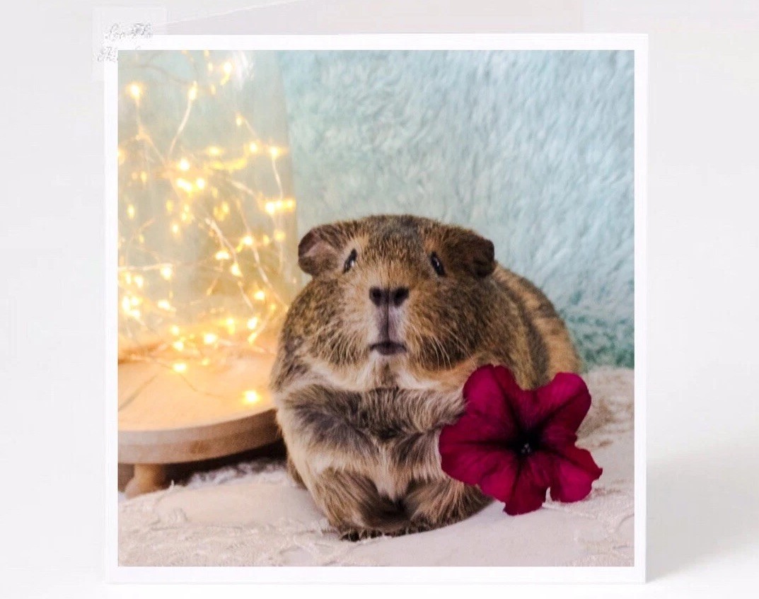 Guinea Pig Greeting Card |Cute Animal Card | Handmade Blank Card |Pet Lover Gift
