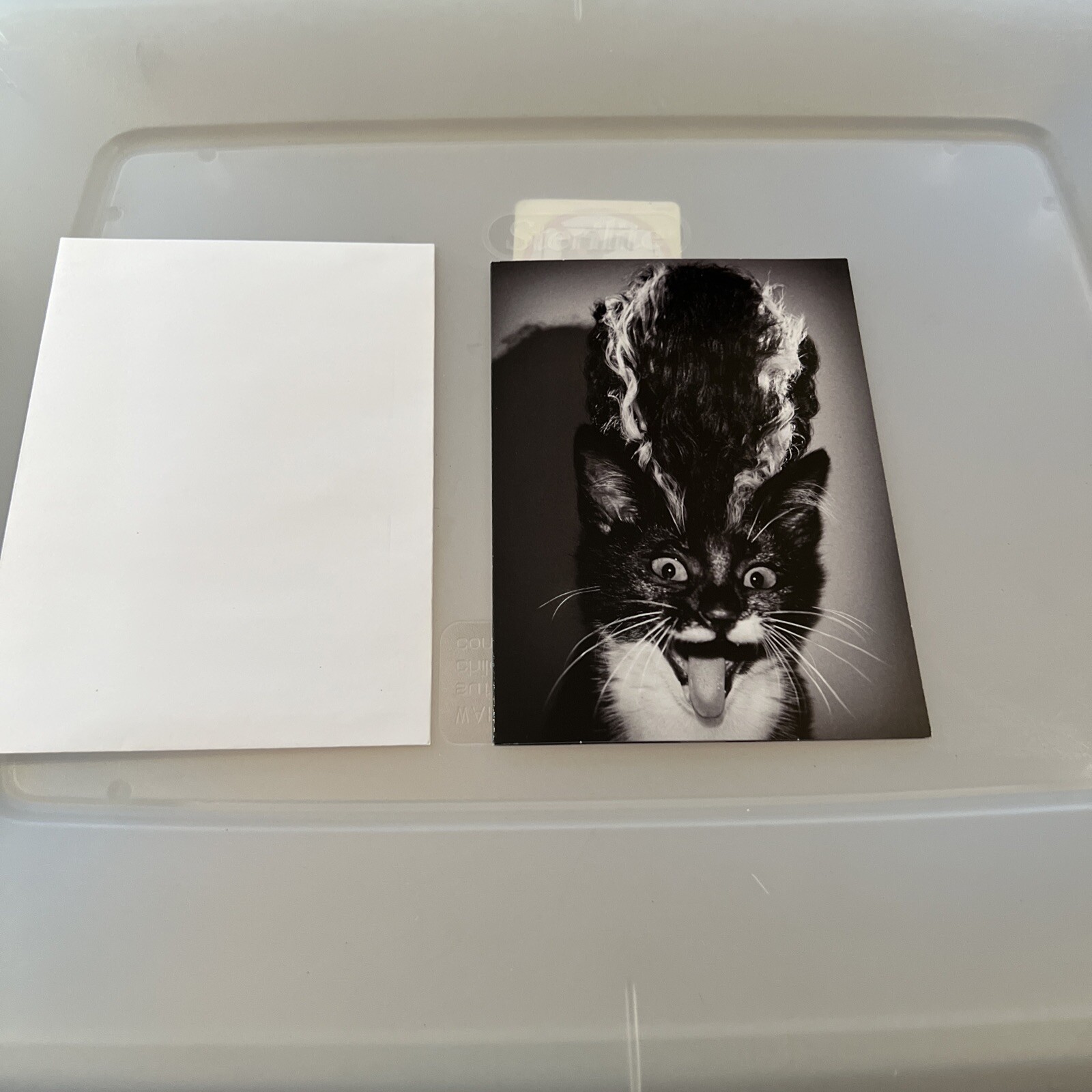 “Hope It’s a Scream!” XL Die Cut AVANTI HALLOWEEN CARD Cat Bride of Frankenstein