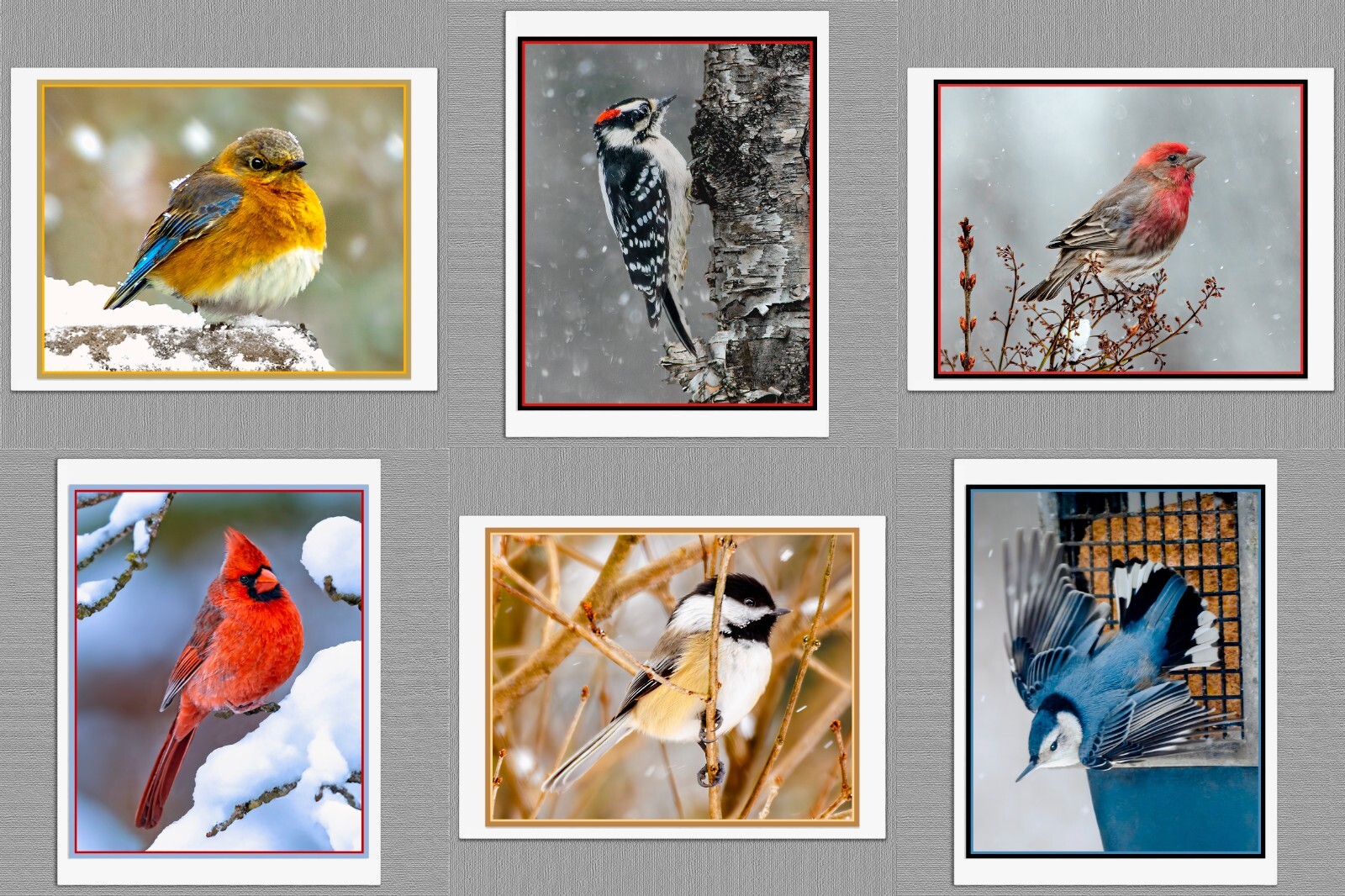 6 Winter Wild Bird Photograph Note Cards Bluebird Woodpecker Chickadee Nuthatch