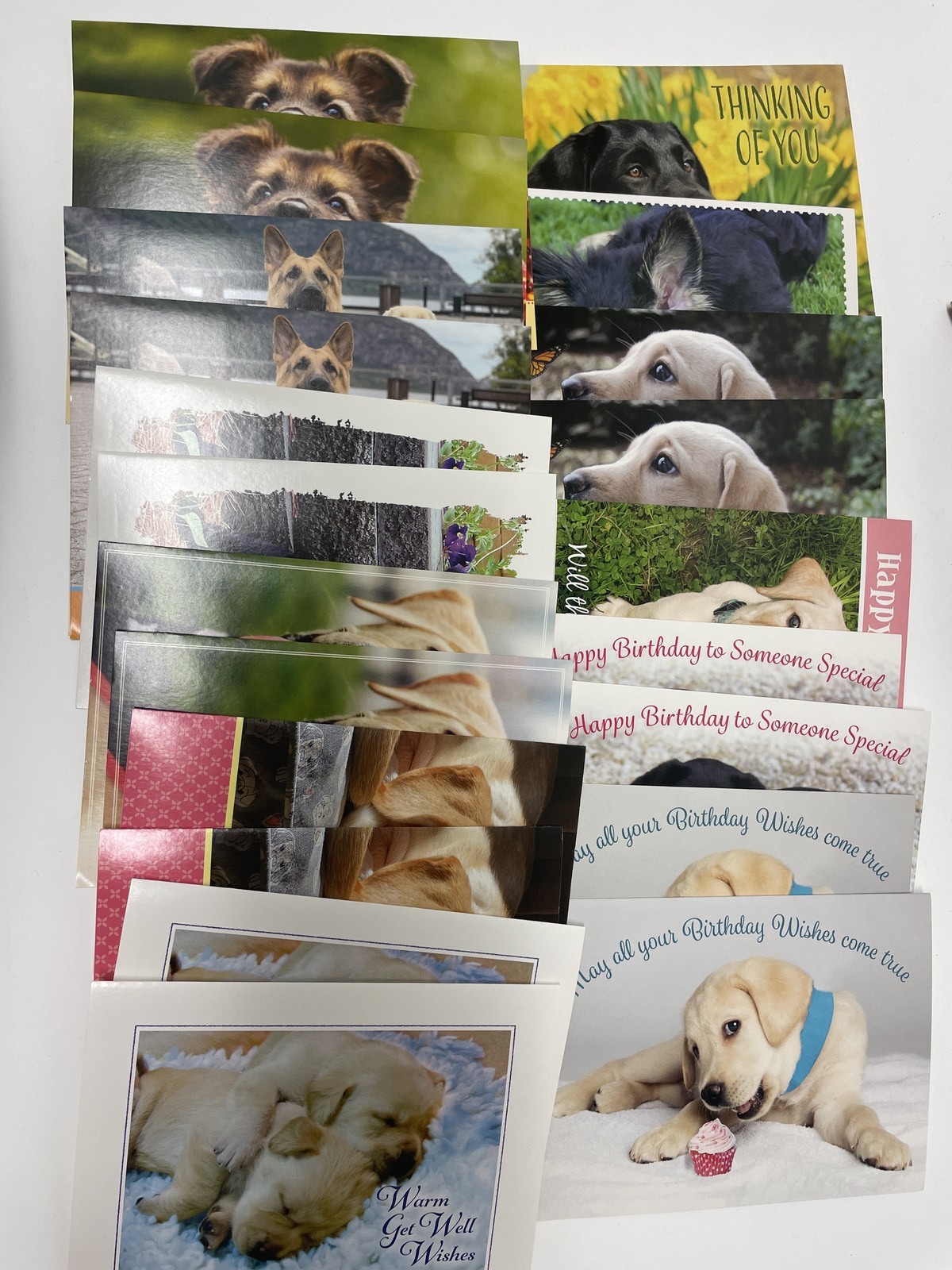 Guiding Eyes for the Blind Dog Greeting Cards Assortment Lot Mixed Occasions 24+