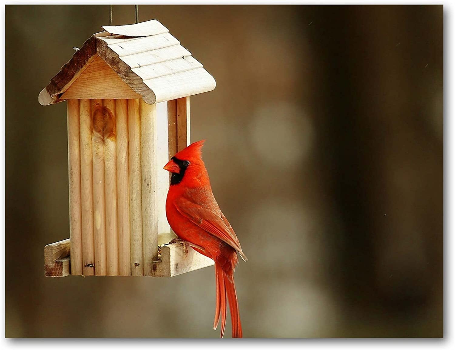 Cardinal Greeting Cards-Blank Inside-Available in 12 and 24 Packs-5.5″x4.25″