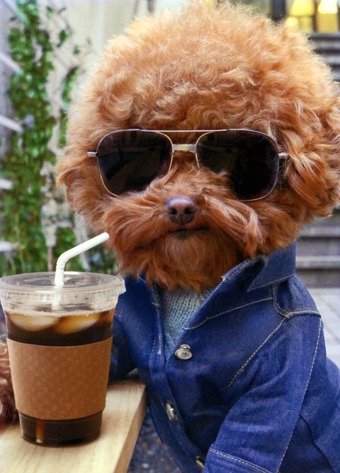 Funny HAPPY BIRTHDAY Card, Cool Dog with Coffee Toy Poodle by Avanti + Envelope