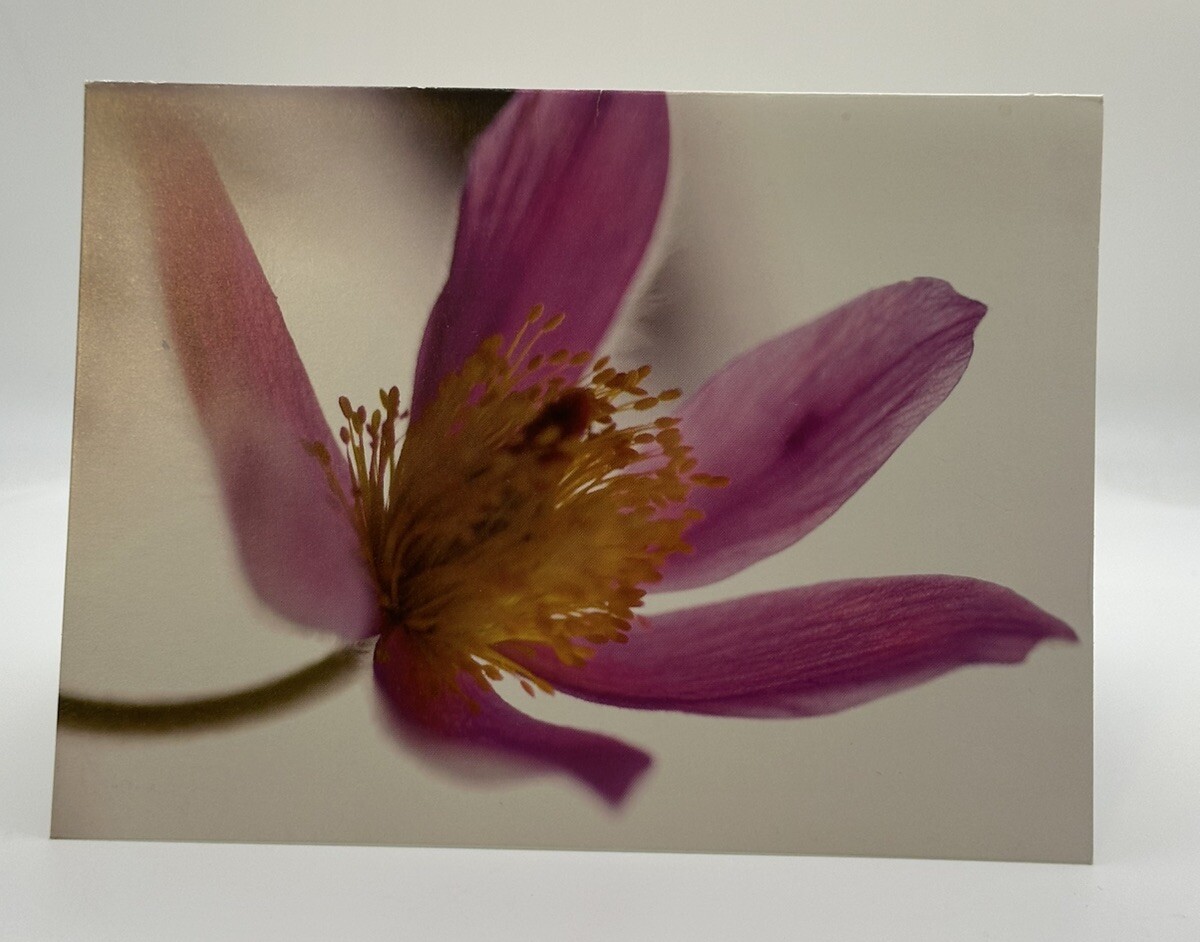 Pasque Flower Single Card with Envelope Blank Notecard 6″ X 4.5″