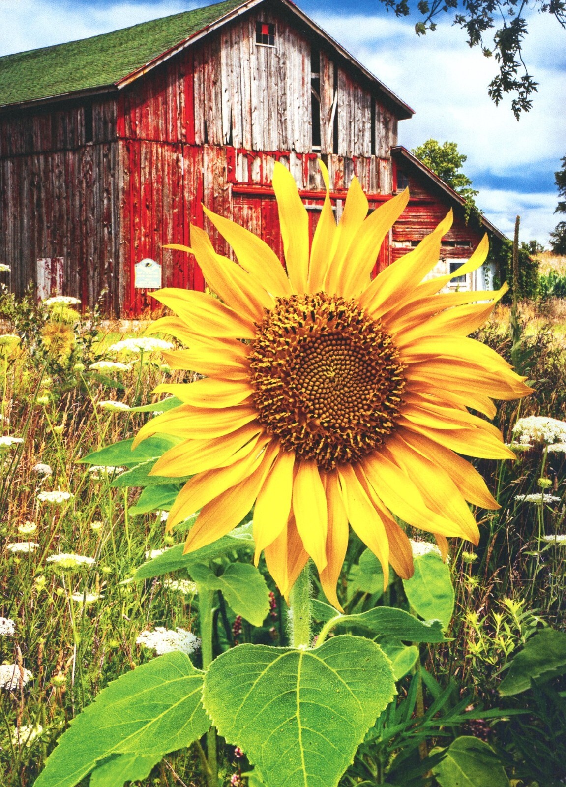 Floral ANYTIME BLANK INSIDE Card, Sunflower Farm Red Barn by Avanti + Envelope
