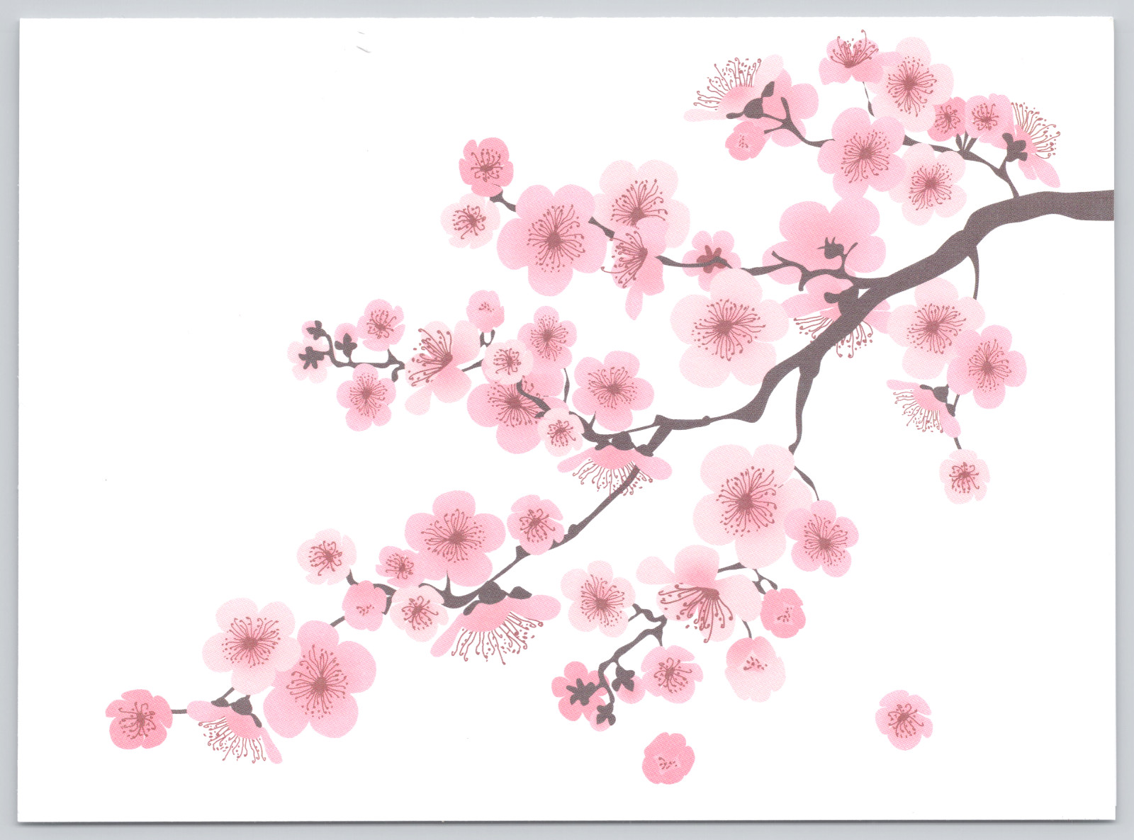 Blank Greeting Card Pink Cherry Blossoms Japanese Sakura Flower Art
