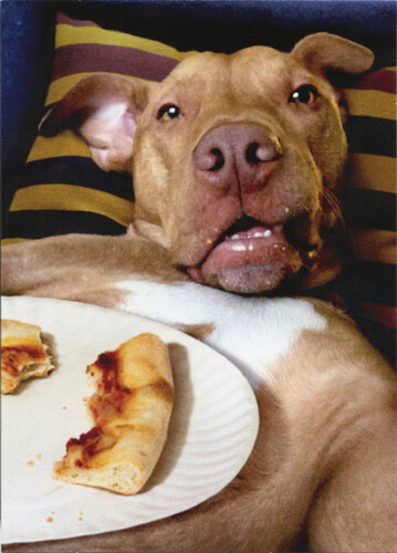Dog Pizza Plate – Avanti Funny Birthday Card – Greeting Card by Avanti Press