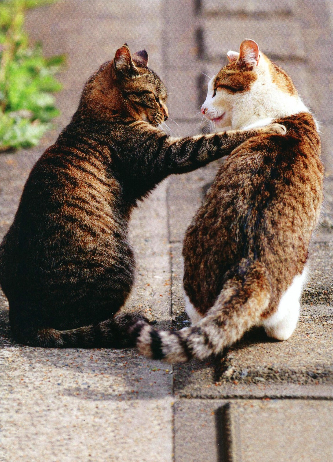 Cute Animal ANYTIME Blank Card, Two Cats Hand on Shoulder by Avanti + Envelope