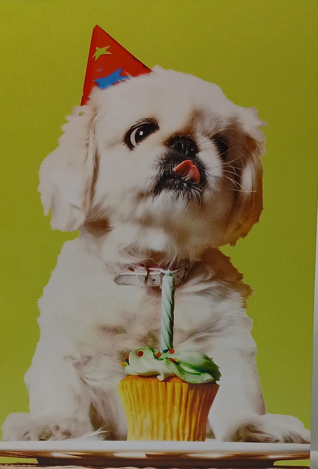 Happy Birthday Card Of Cute Dog With Cupcake By American Greetings