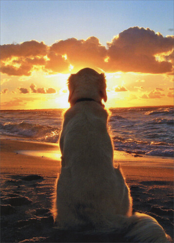 Dog Sitting On Beach At Sunset – Golden Retriever Pet Sympathy Card
