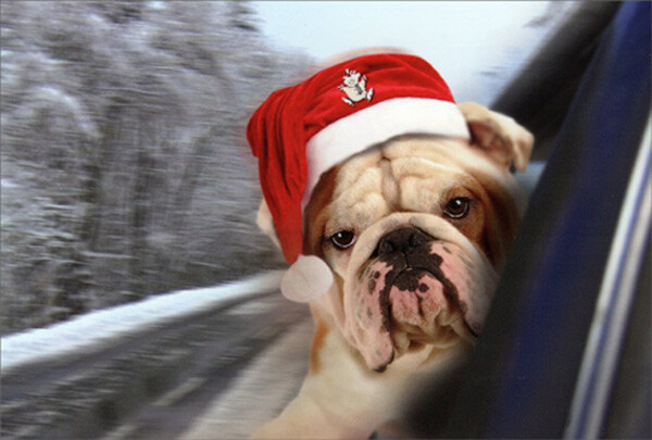Bulldog Hanging Out Car Window Box of 12 Cute Dog Nobleworks Christmas Cards