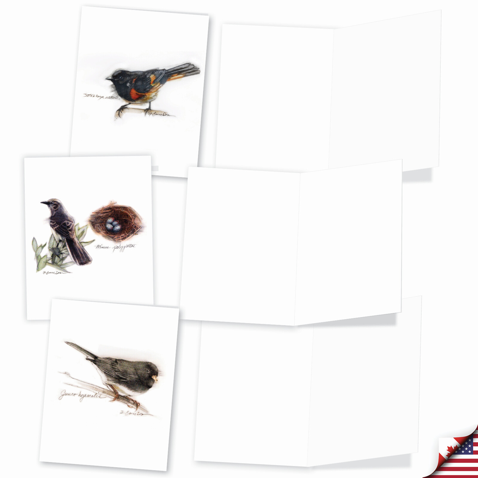 20 Assorted Blank Cards (10 Designs, 2 Each) – Birds Watching AM3199OCB-B2x10