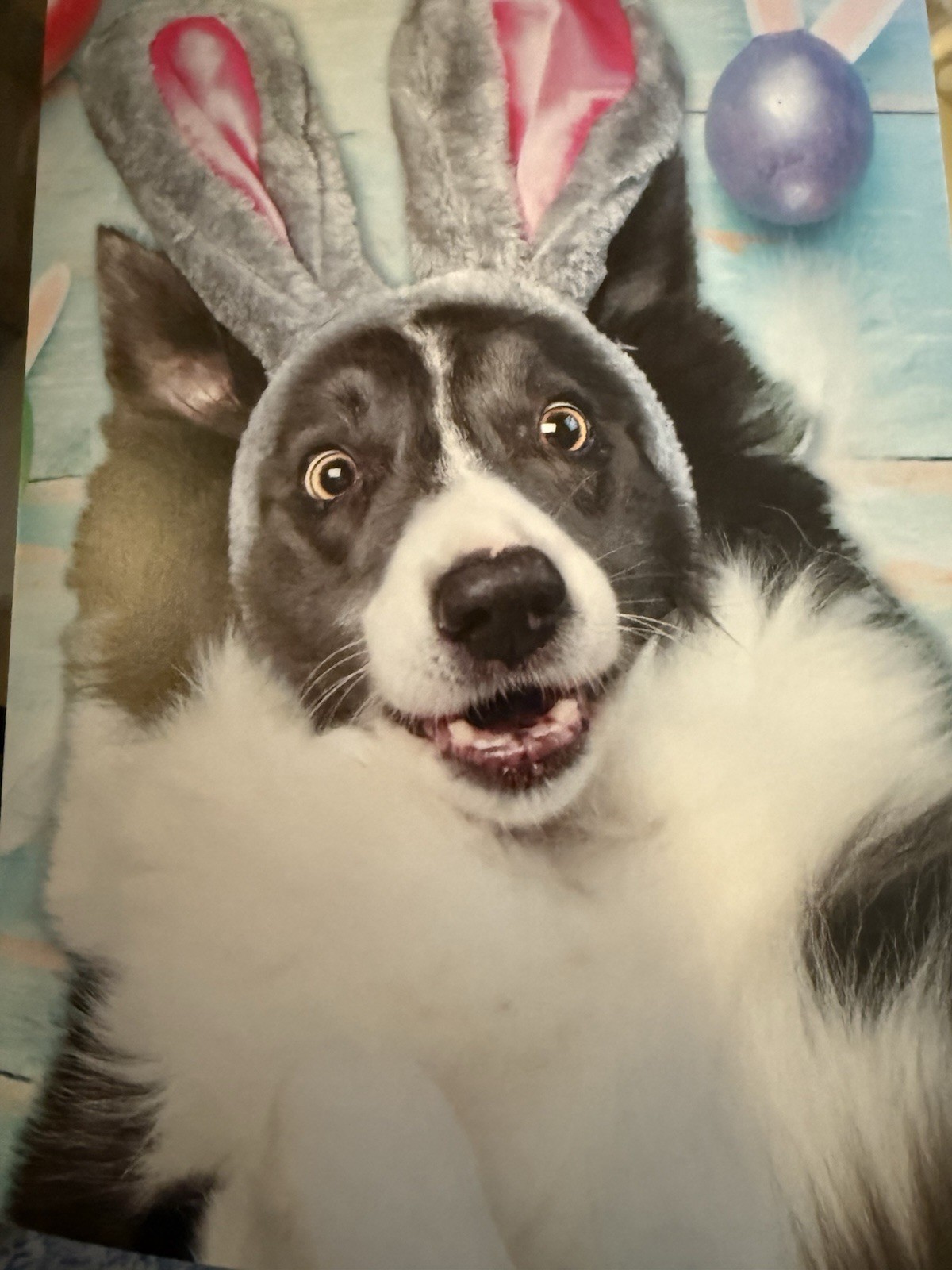 Cover shows Black & White Dog with Easter Bunny Ears (5″ X 7″)
