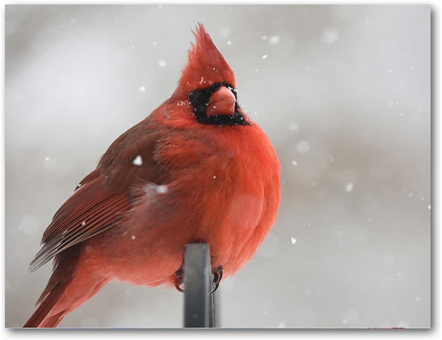 Cardinal Greeting Cards-Blank Inside-Available in 12 and 24 Packs-5.5″x4.25″